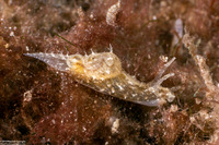 Stylocheilus striatus (Lined Sea Hare)