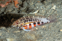 Serranus baldwini (Lantern Bass)