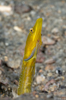 Chaenopsis ocellata (Bluethroat Pikeblenny)