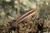 Sparisoma aurofrenatum (Redband Parrotfish)