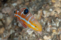 Halichoeres radiatus (Puddingwife)