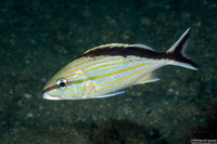 Haemulon melanurum (Cottonwick)