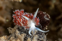Flabellina dushia (Dushia Flabellina)