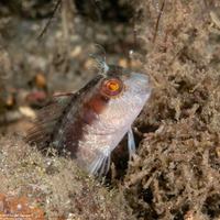 Parablennius marmoreus (Seaweed Blenny)