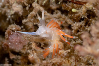 Coryphella verta (Coryphella verta)