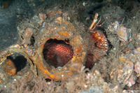 Petrochirus diogenes (Giant Hermit Crab)