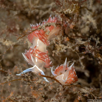 Coryphella verta (Coryphella verta)