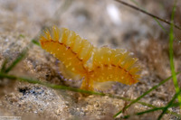 Phoronopsis californica (California Phoronid)