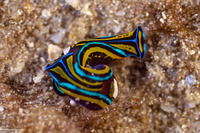 Chelidonura hirundinina (Leech Aglaja)