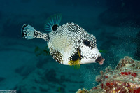 Lactophrys triqueter (Smooth Trunkfish)