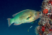 Scarus guacamaia (Rainbow Parrotfish)