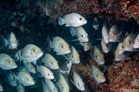 Haemulon parra (Sailor's Choice)