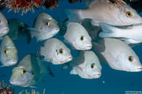 Haemulon parra (Sailor's Choice)