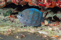 Abudefduf saxatilis (Sergeant Major)