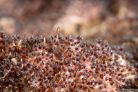 Abudefduf saxatilis (Sergeant Major)