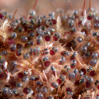 Abudefduf saxatilis (Sergeant Major)