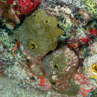 Cliona varians (Cliona Varians)