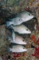 Haemulon parra (Sailor's Choice)