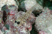 Coryphopterus dicrus (Colon Goby)