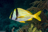 Anisotremus virginicus (Porkfish)