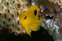 Stegastes planifrons (Threespot Damselfish)