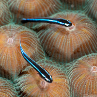 Elacatinus oceanops (Neon Goby)