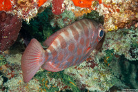 Heteropriacanthus cruentatus (Glasseye)