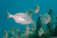 Kyphosus vaigiensis (Brassy Chub)