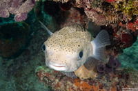 Diodon hystrix (Porcupinefish)