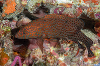 Cephalopholis cruentata (Graysby)