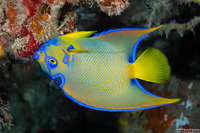 Holacanthus ciliaris (Queen Angelfish)