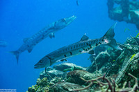 Sphyraena barracuda (Great Barracuda)
