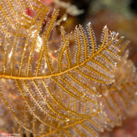 Sertularella diaphana (Branching Hydroid)