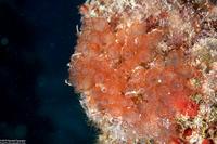 Clavelina sp.5 (Bulb Tunicate)