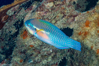 Scarus iseri (Striped Parrotfish)
