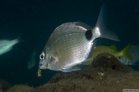 Diplodus argenteus (Silver Porgy)