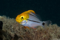Anisotremus virginicus (Porkfish)
