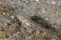 Coryphopterus glaucofraenum (Bridled Goby)