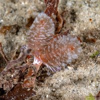 Phoronopsis californica (California Phoronid)