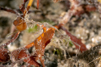 Caprella sp.1 (Skeleton Shrimp)