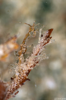 Caprella sp.1 (Skeleton Shrimp)