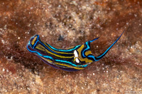 Chelidonura hirundinina (Leech Aglaja)