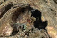 Macrotritopus defilippi (Atlantic Longarm Octopus)