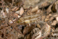 Cryptotomus roseus (Bluelip Parrotfish)