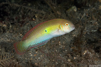 Xyrichtys splendens (Green Razorfish)