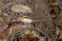 Parablennius marmoreus (Seaweed Blenny)
