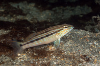 Diplectrum formosum (Sand Perch)