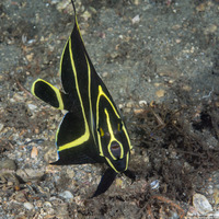 Pomacanthus paru (French Angelfish)