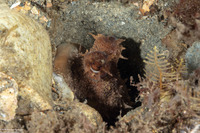 Macrotritopus defilippi (Atlantic Longarm Octopus)