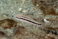 Diplectrum bivittatum (Dwarf Sand Perch)
